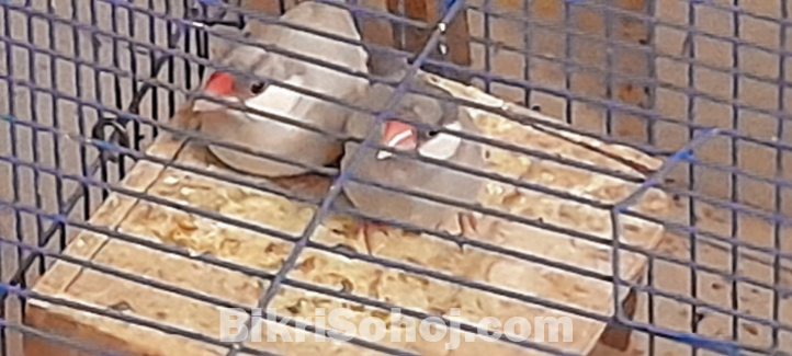 Java finch/ sparrow (full set / full family for sale)